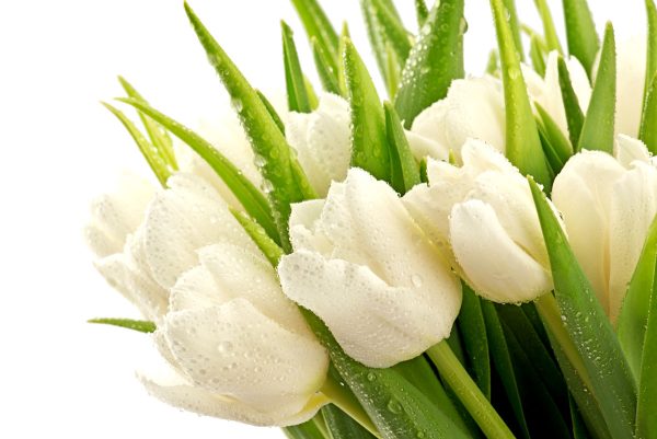 fototapeta z tulipanami