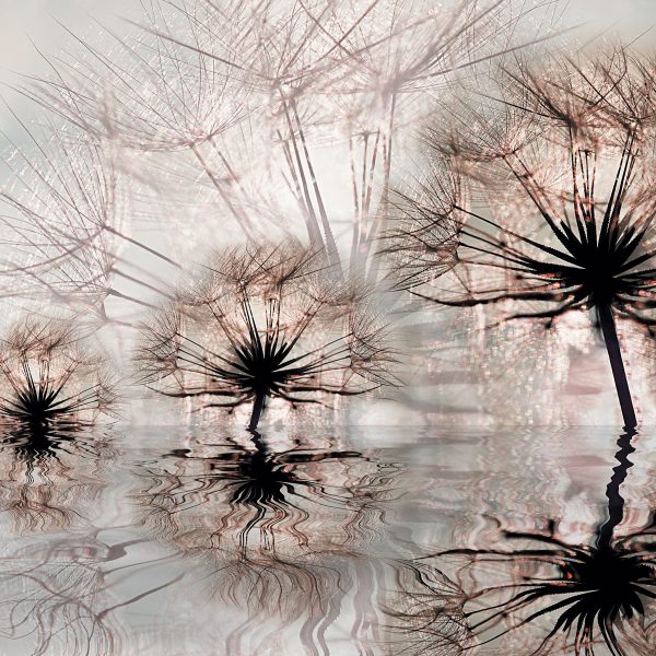 tapeta przedstawiająca dmuchawce