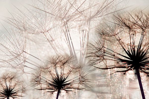 tapeta z dmuchawcami