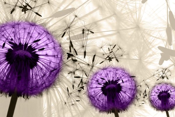 tapeta z dmuchawcami