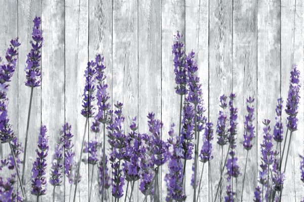 tapeta z lawendą