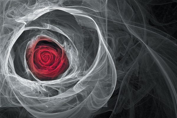 tapeta z motywem róży dymnej
