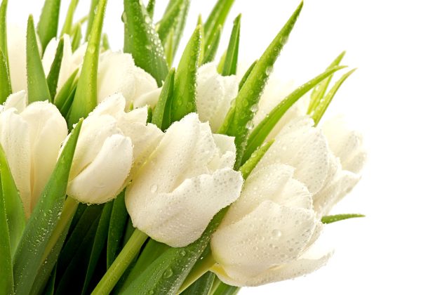 obraz z tulipanami