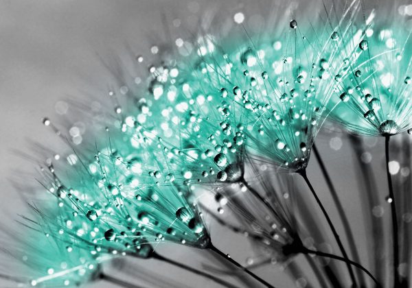 Obraz z turkusowym dmuchawcem