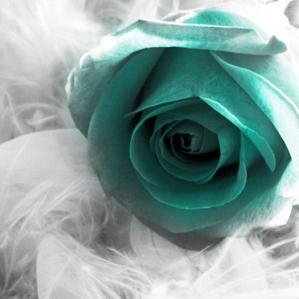 Fototapeta z różą