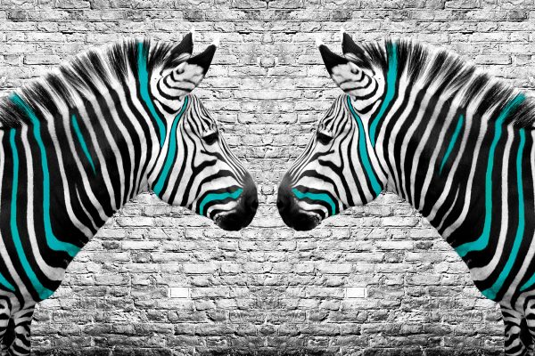 Fototapeta - Zebry