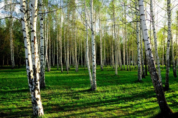 Tapeta z motywem lasu