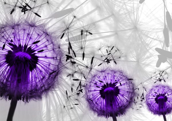 Obraz - Fioletowe dmuchawce