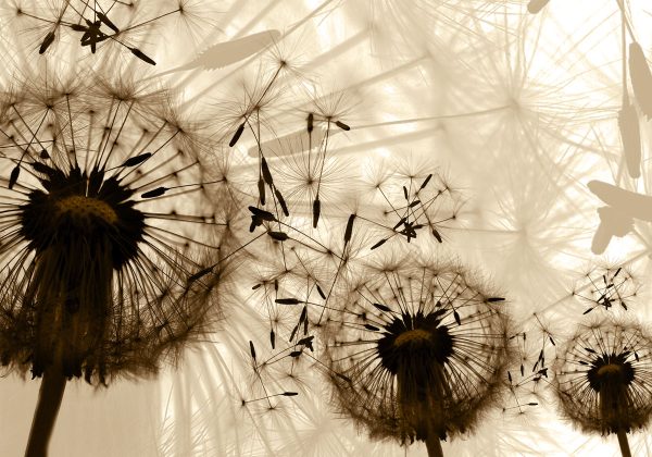 Obraz z dmuchawcami w sepii