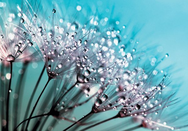 Obraz z dmuchawcem na niebieskim tle